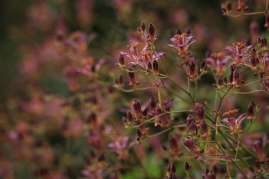 a closeup shot of a red flowers