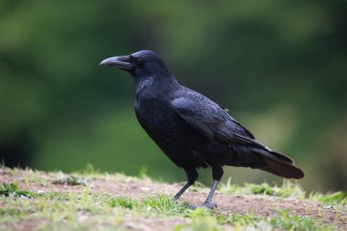 Siyah karganın yakın plan görüntüsü