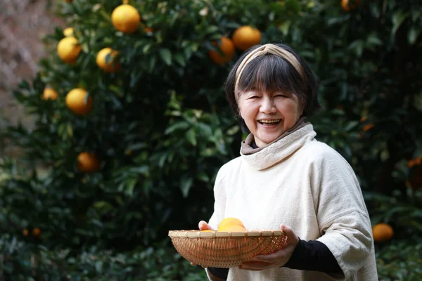 Kıdemli Asyalı Kadın Bahçede Portakal Topluyor — Stok fotoğraf