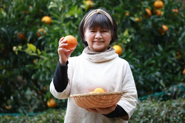 Senior Asiatisk Kvinna Samling Apelsiner Trädgården — Stockfoto