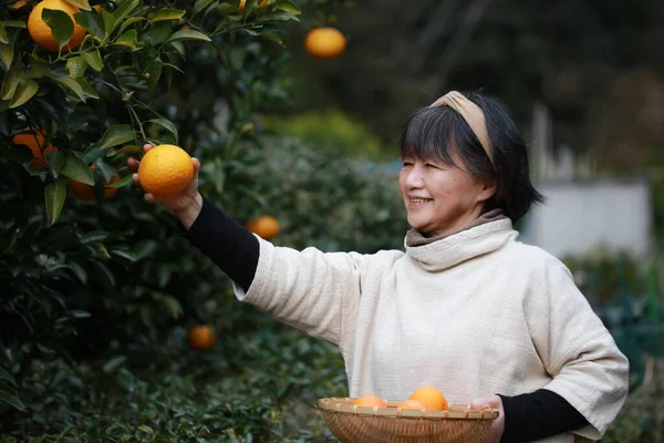 Senior Asiatisk Kvinna Samling Apelsiner Trädgården — Stockfoto