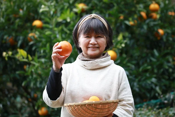 Kıdemli Asyalı Kadın Bahçede Portakal Topluyor — Stok fotoğraf