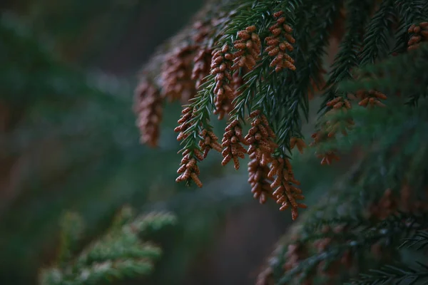 Mooie Botanische Shot Natuurlijke Behang — Stockfoto