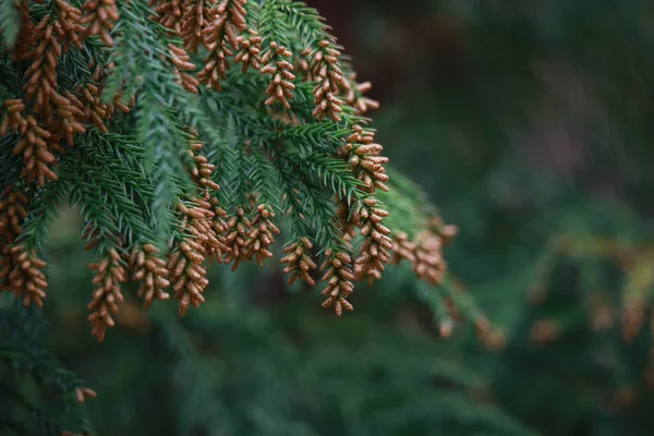 Beautiful Botanical Shot Natural Wallpaper — Stock Photo, Image