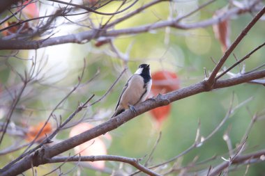 Güzel kuş ağaç dalında ve doğa arka planında