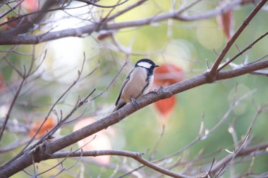 Güzel kuş ağaç dalında ve doğa arka planında