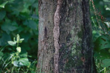 Ormandaki büyük ağaç doğa arka planında