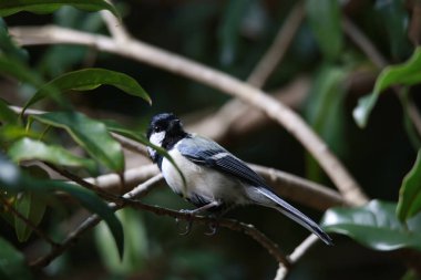 Doğada bir ağacın dalındaki güzel kuş.
