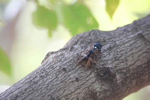 Hnědá Cicada Sedící Stromě — Stock fotografie