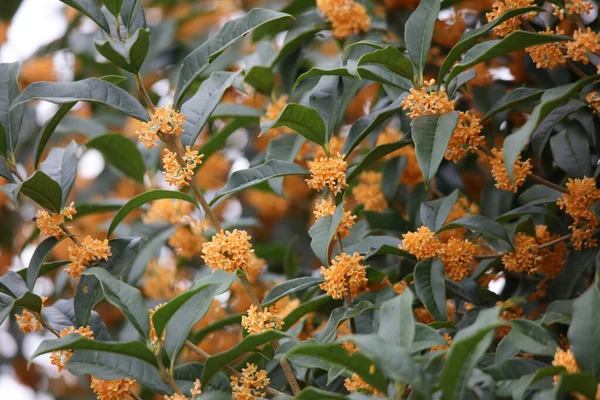 Hermoso Plano Botánico Fondo Pantalla Natural — Foto de Stock