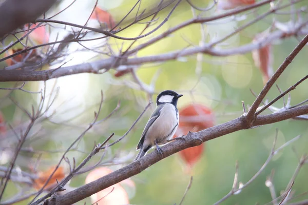 Güzel kuş ağaç dalında ve doğa arka planında