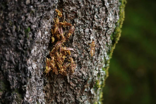 Gamla Träd Bark Konsistens Naturlig Bakgrund — Stockfoto