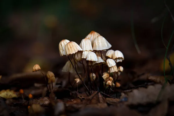 Cogumelos Floresta Fundo Natureza — Fotografia de Stock