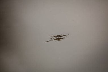 Su arkaplanındaki böceğin yakın plan görüntüsü