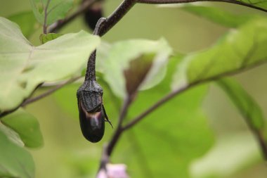 Şubedeki patlıcanın yakın görüntüsü