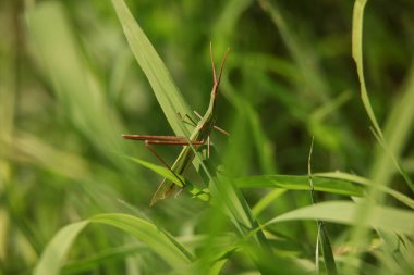 Böcek çekirgesinin doğa arka planındaki vahşi doğaya yakın çekimi
