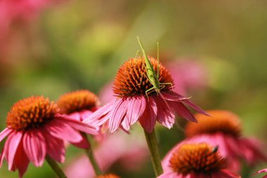 güzel çiçekler ve böcekler, çiçek konsepti