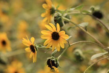 Bulanık arkaplanda güzel sarı çiçekler