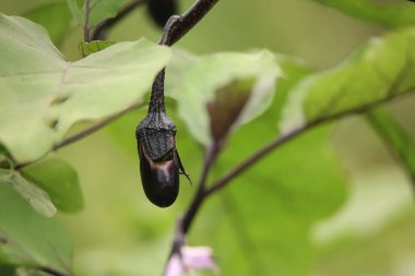 Şubedeki patlıcanın yakın görüntüsü