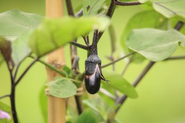 Şubedeki patlıcanın yakın görüntüsü