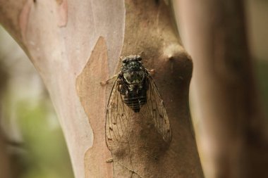 Yerde oturan ağustos böceğinin yanına.