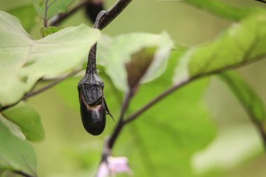 Şubedeki patlıcanın yakın görüntüsü