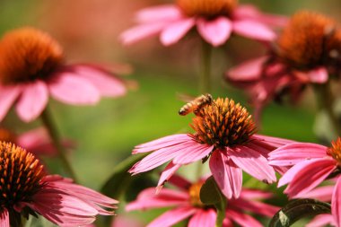 Güzel pembe çiçekler, çiçekli arka plan.