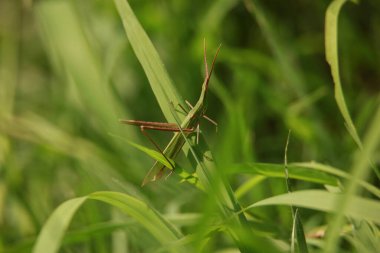 Böcek peygamber devesine yakın plan doğa arka planında vahşi doğa