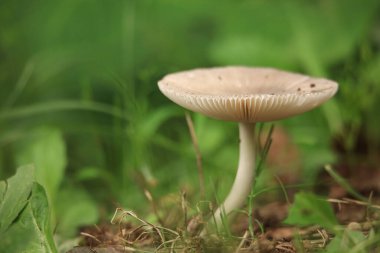 Ormanda mantara yakın bir yerde.