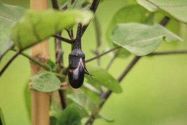 Şubedeki patlıcanın yakın görüntüsü