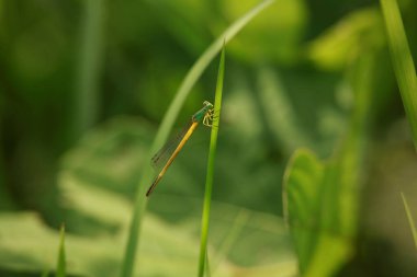 Yeşil yapraklı yusufçuk doğa arka planında