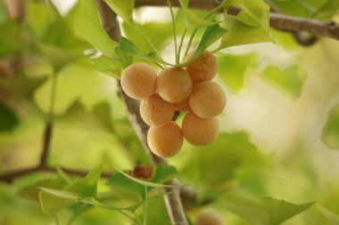 Olgun sarı kayısılar Ağaç dalında meyveler