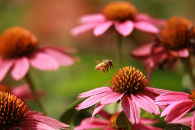 Güzel pembe çiçekler, çiçekli arka plan.