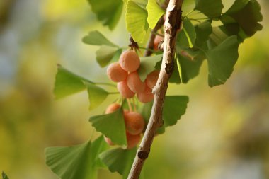 Olgun sarı kayısılar Ağaç dalında meyveler
