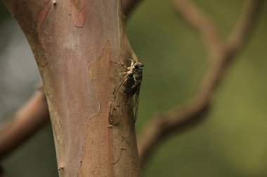 Yerde oturan ağustos böceğinin yanına.