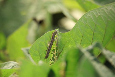 Yaprakların üzerinde yeşil bir tırtılın yakın plan çekimi.