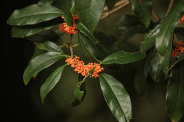Güzel botanik fotoğrafı, doğal duvar kağıdı.