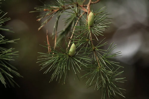 Groene Dennenboom Tak Met Naalden Een Achtergrond Van Het Bos — Stockfoto