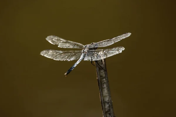 Libelle Auf Einem Ast Aus Nächster Nähe — Stockfoto