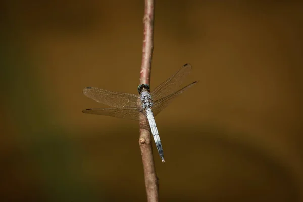 Libelle Auf Einem Ast Aus Nächster Nähe — Stockfoto