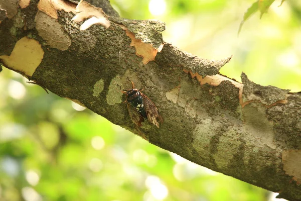 Primo Piano Una Cicala Seduta Terra — Foto Stock