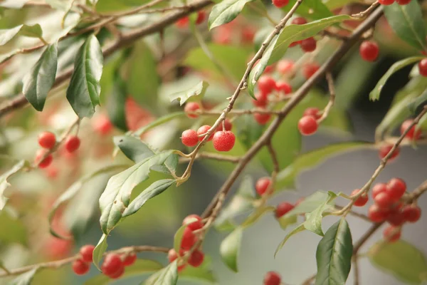 Las Bayas Rojas Sobre Rama Del Árbol — Foto de Stock