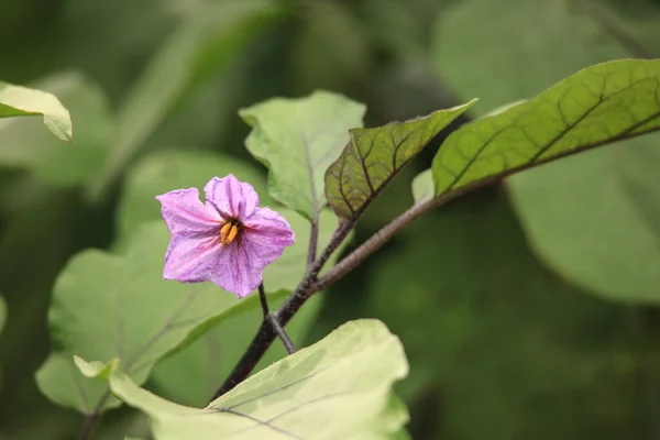 Закрыть Пурпурный Цветок Саду — стоковое фото