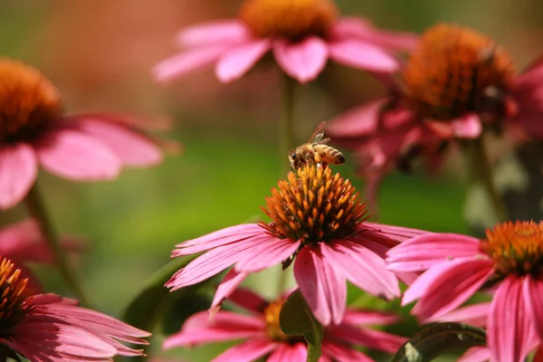 Mooie Roze Bloemen Bloemen Achtergrond — Stockfoto