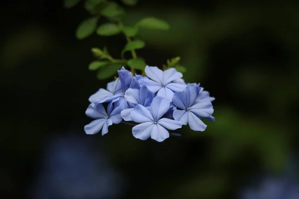 Bahçede Güzel Çiçekler Var Yakından Bakınca — Stok fotoğraf