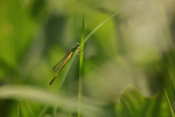 Libelle Auf Einem Grünen Blatt Auf Dem Hintergrund Der Natur — Stockfoto