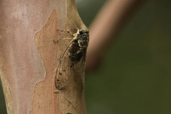 Close Van Een Cicade Zit Grond — Stockfoto