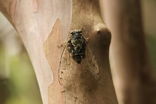 Close Cicada Sitting Ground — Stock Photo, Image