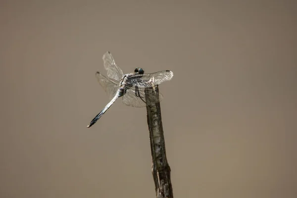 Libelle Auf Einem Ast Aus Nächster Nähe — Stockfoto