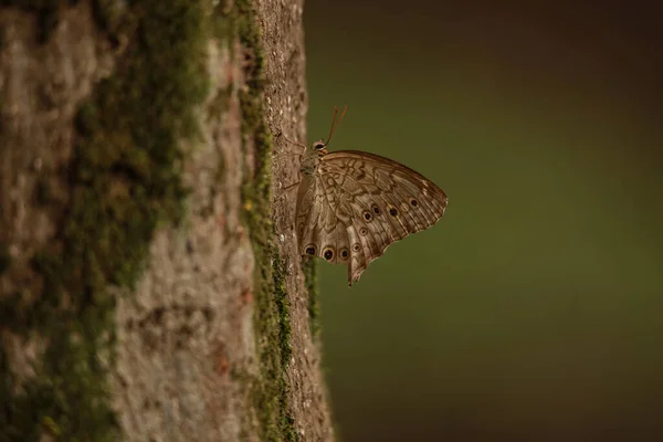 Bella Farfalla Albero Sfondo Natura — Foto Stock